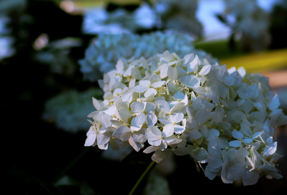 white flowers in tilt shift lens