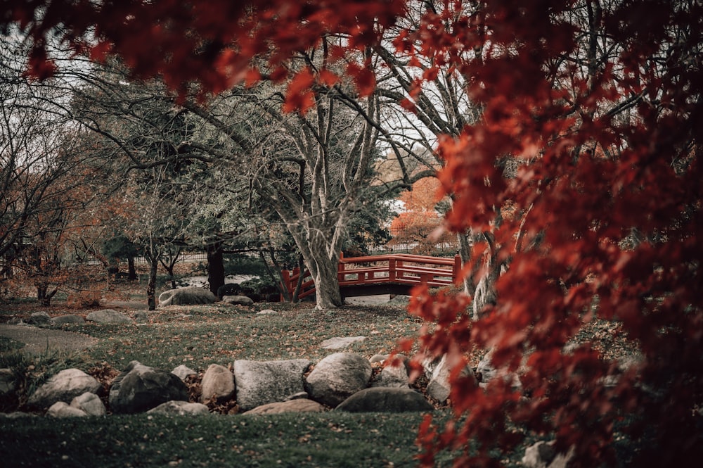 red leaves tree near brown wooden bench