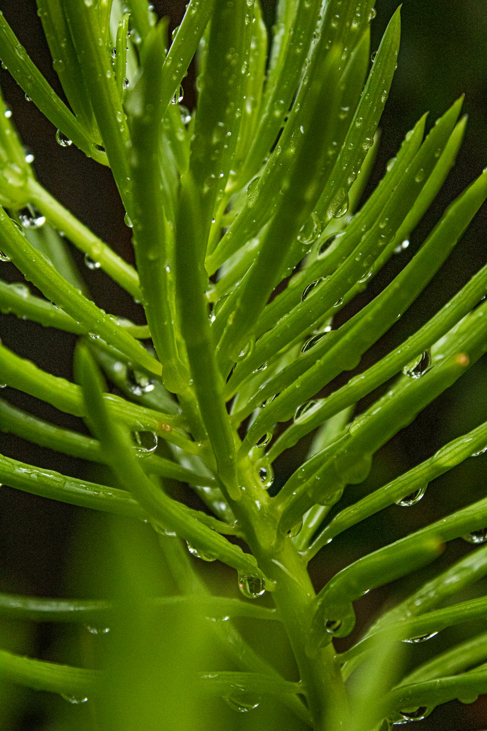 macro photography of green plant