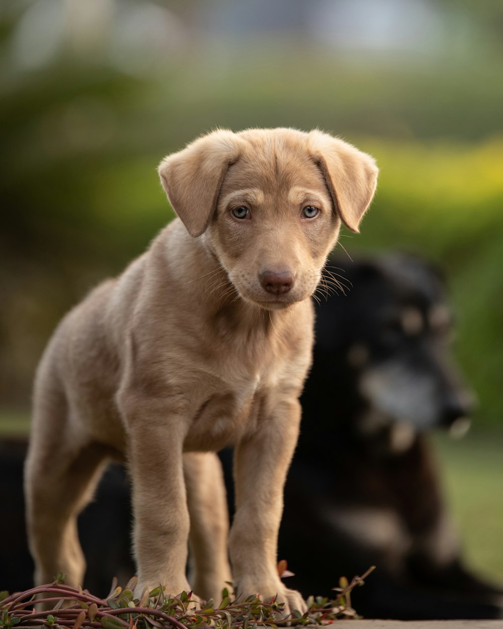 brown short coated puppy on green grass during daytime