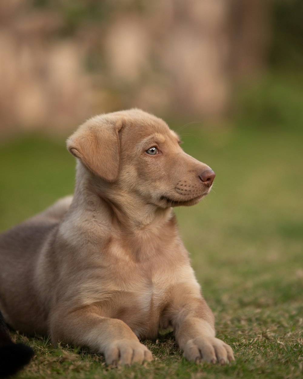 brown short coated puppy on green grass during daytime