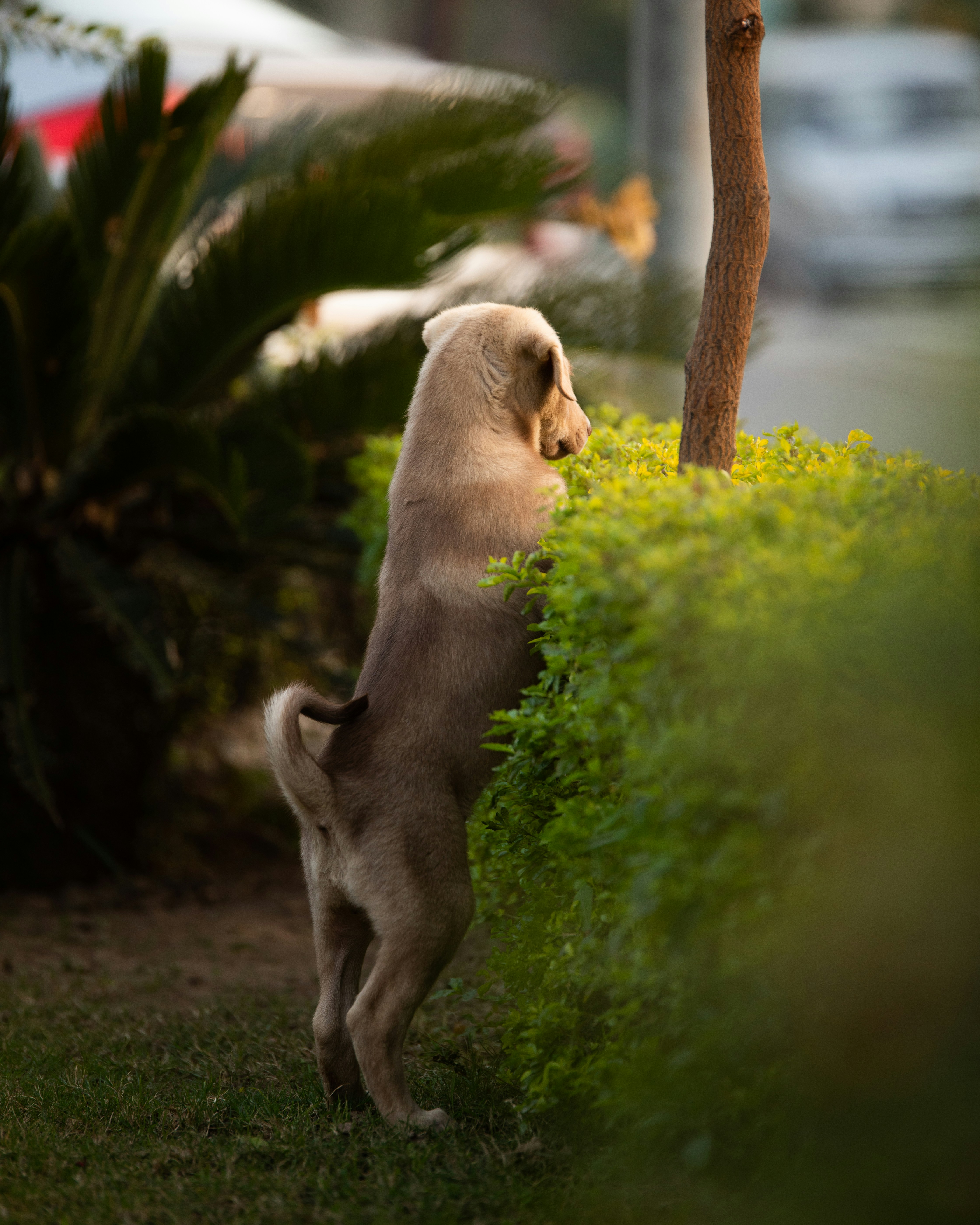 Gray short coat medium sized dog on green grass field near body of