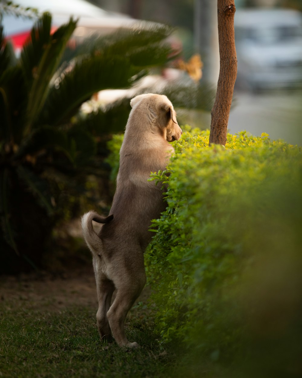cão cinza de pelagem curta de tamanho médio no campo de grama verde perto do corpo de água durante o dia