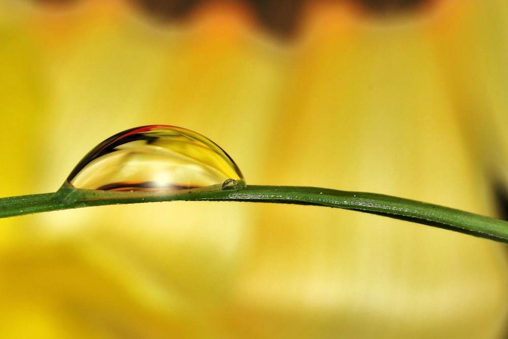 water drop on green leaf