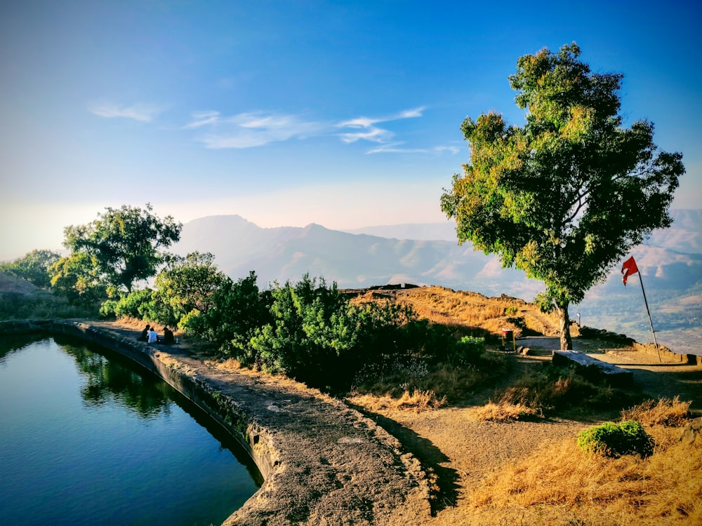 green trees near river under blue sky during daytime