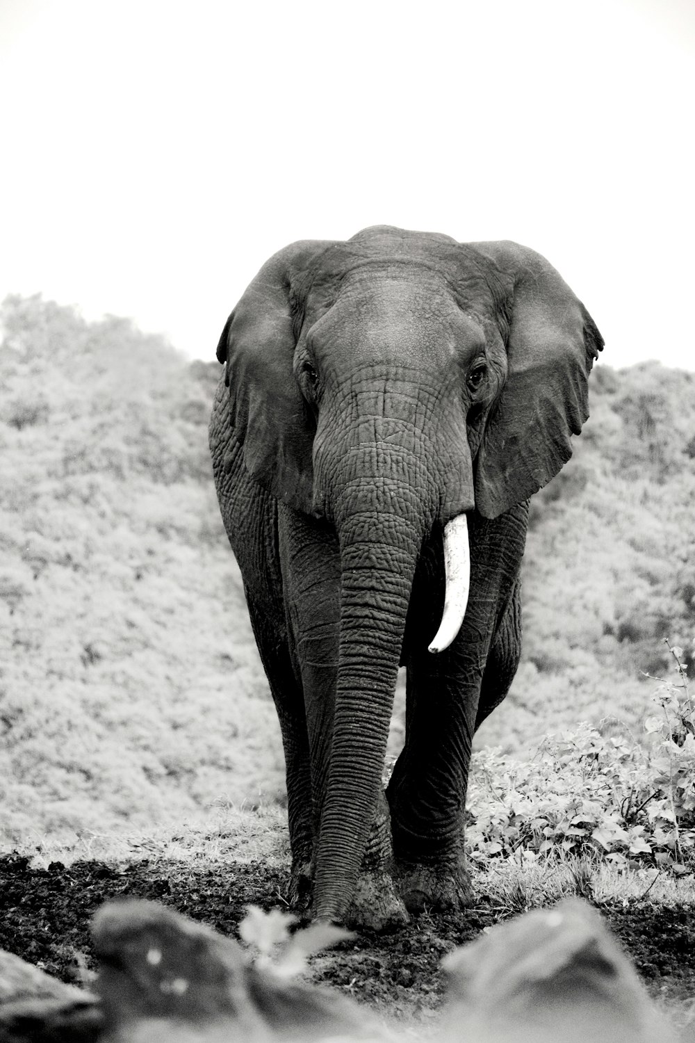 Photo en niveaux de gris d’un éléphant marchant sur le sable