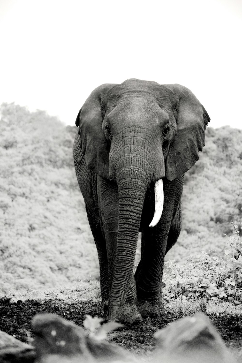 grayscale photo of elephant walking on sand