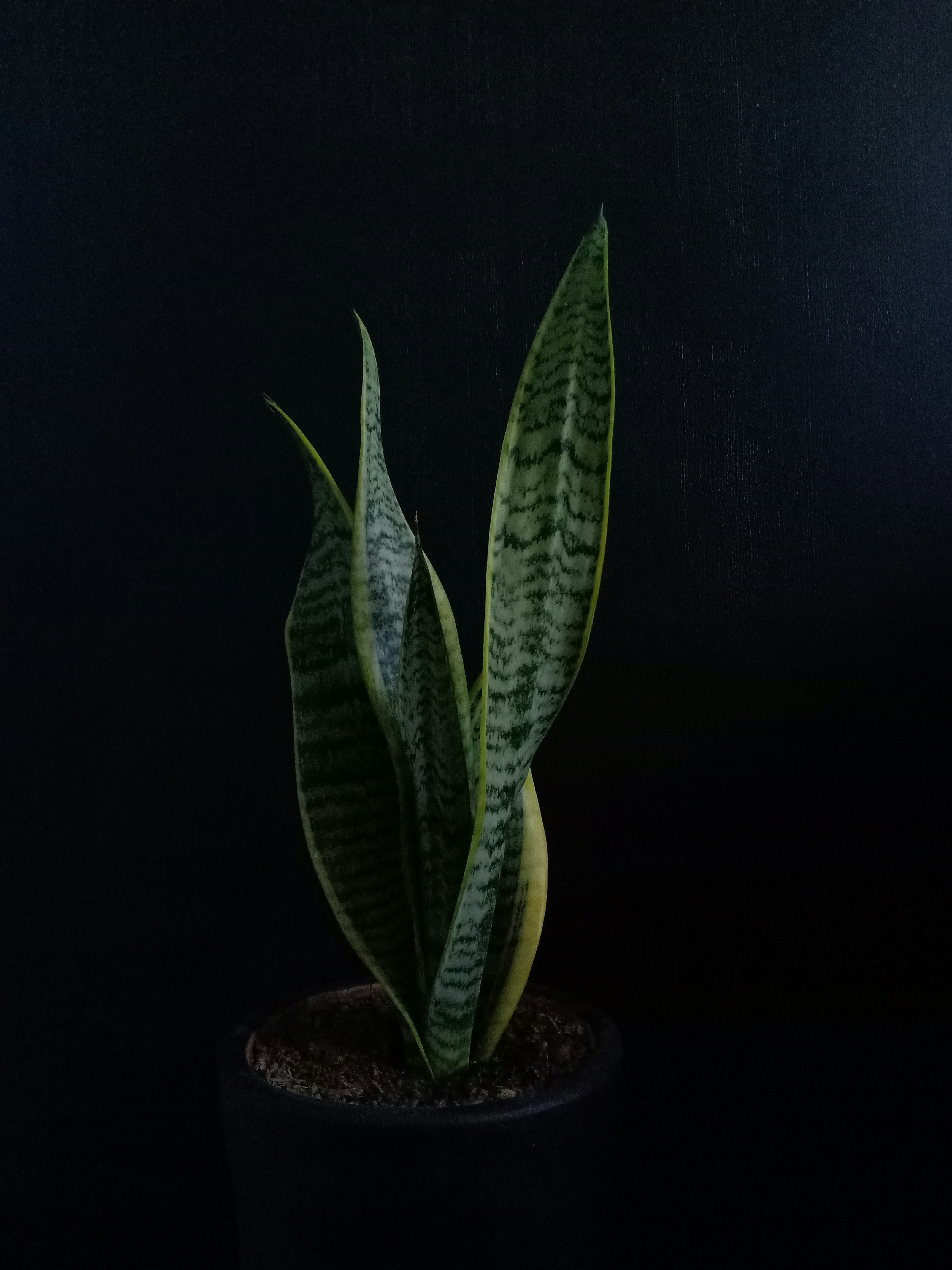 green plant on black pot