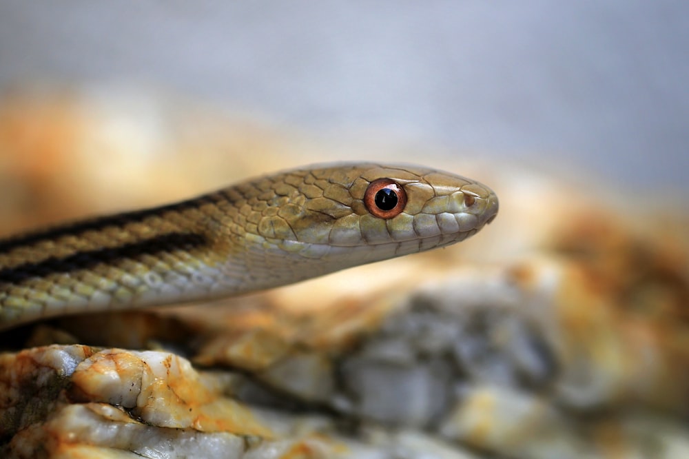 brown and black snake on brown rock