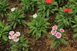 Close-up of vibrant flowering plants arranged neatly in a modern garden bed.