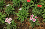 Close-up of colorful seasonal flowers freshly planted in a neat garden bed.