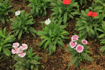 Close-up of colorful flowers freshly planted in a neat garden bed.