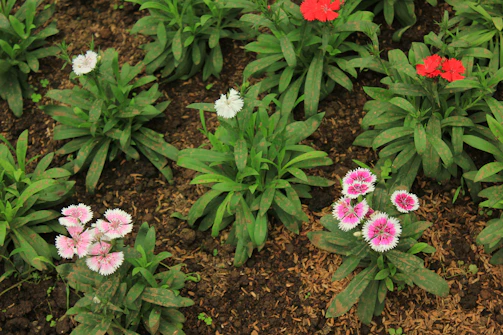 Close-up of colorful seasonal flowers freshly planted in a neat garden bed.