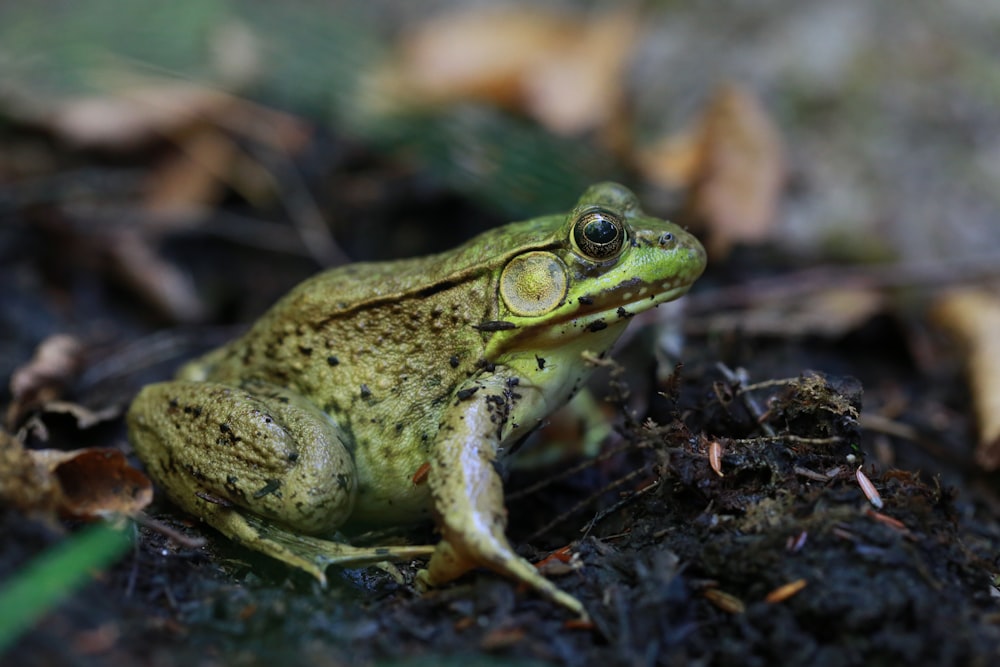green frog on brown soil