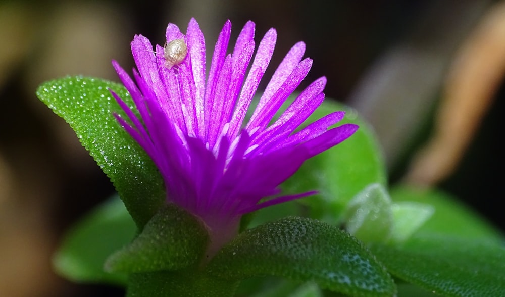 purple flower with water droplets