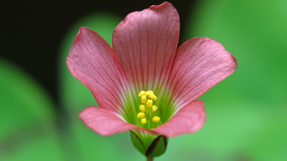 fiore viola in macro shot