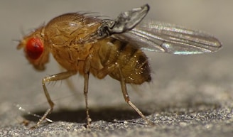 A close-up of a fruit fly with clear, translucent wings and large, bright red compound eyes. The texture of the fly's body and its fine hairs are visible, emphasizing its detailed anatomy.