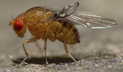 A close-up of a fruit fly with clear, translucent wings and large, bright red compound eyes. The texture of the fly's body and its fine hairs are visible, emphasizing its detailed anatomy.