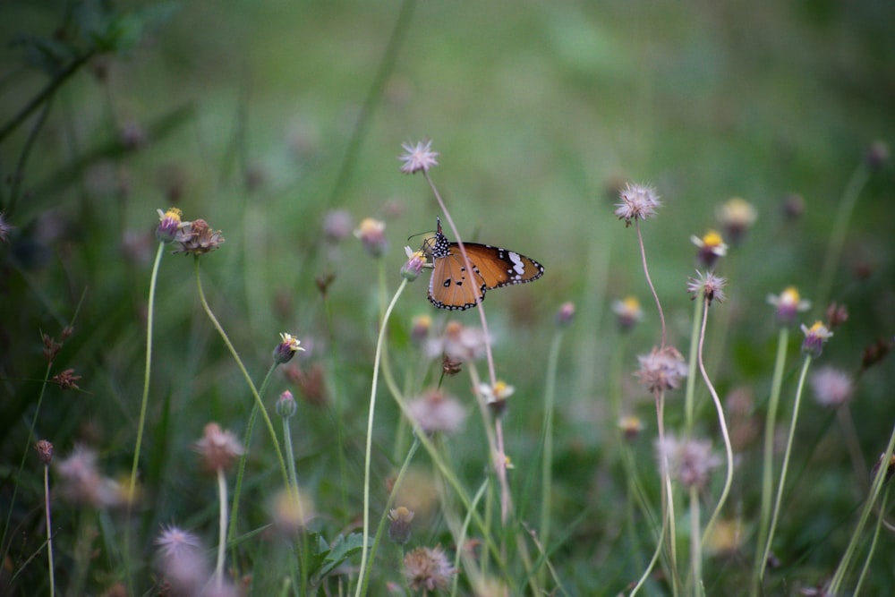 brown and black butterfly on white flower