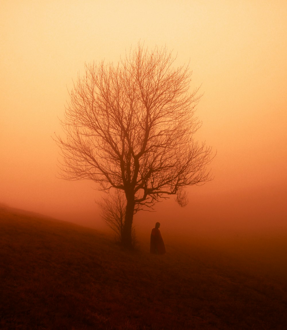 Silueta de la persona parada cerca del árbol desnudo durante la puesta de sol