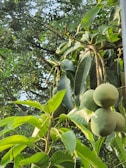 Close-up of ripe, juicy mangoes glistening under natural sunlight in a farm setting.