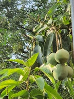 Close-up view of several green mangoes hanging from a tree surrounded by lush green leaves. Sunlight filters through the leaves, casting a gentle glow on the fruits and the foliage.