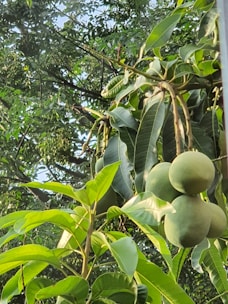 Close-up of ripe, colorful mangoes hanging on a tree branch under warm sunlight.