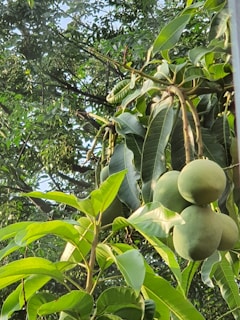 Close-up view of several green mangoes hanging from a tree surrounded by lush green leaves. Sunlight filters through the leaves, casting a gentle glow on the fruits and the foliage.