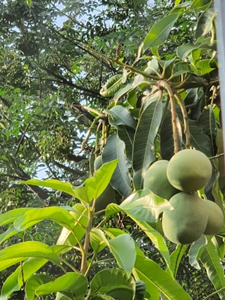 Close-up of ripe, vibrant kesar mangoes hanging on a leafy branch in the orchard at sunrise.