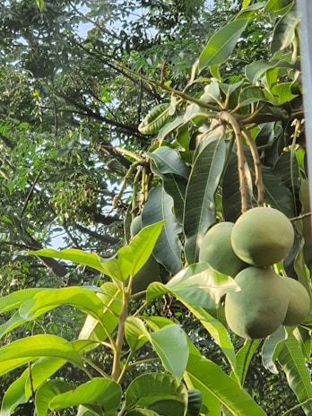 Close-up view of several green mangoes hanging from a tree surrounded by lush green leaves. Sunlight filters through the leaves, casting a gentle glow on the fruits and the foliage.