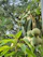 Close-up of a ripe mango dripping juice, with sunlight filtering through orchard leaves in the background.