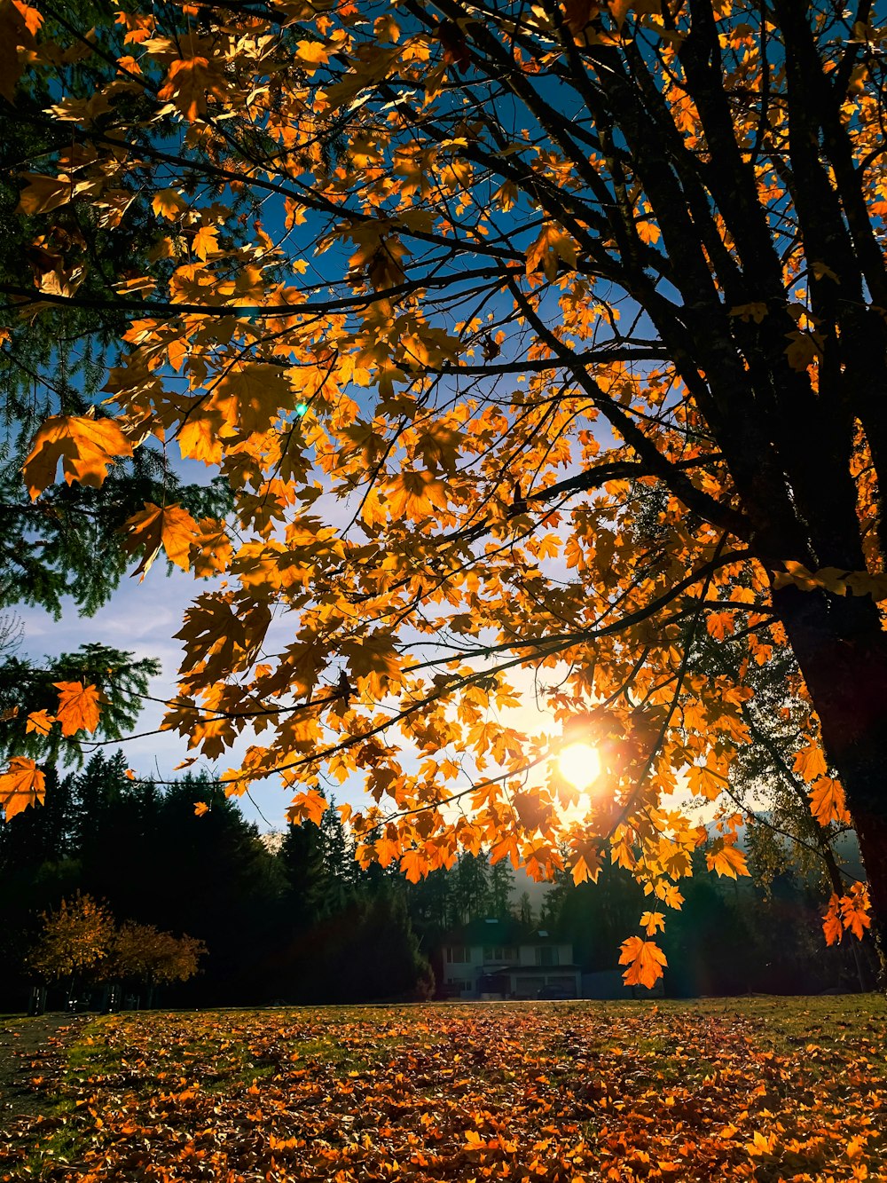 brown leaves tree during sunset
