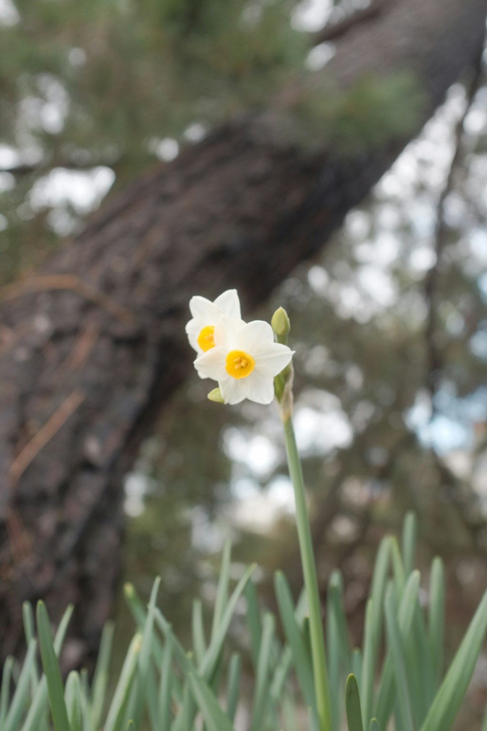 white and yellow flower in bloom during daytime