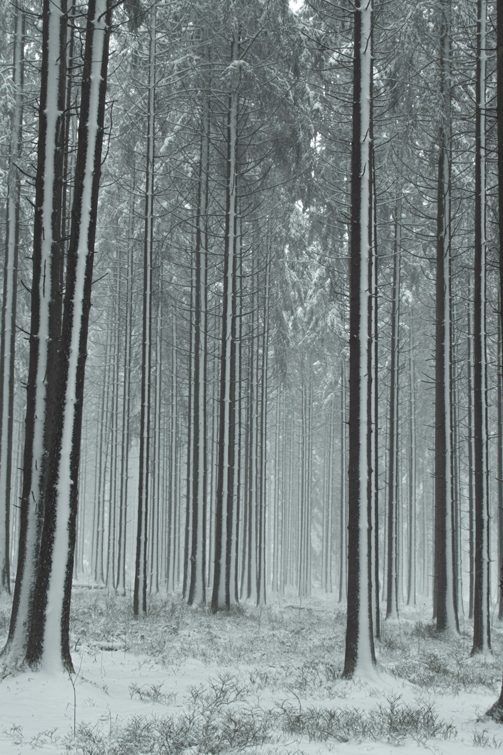 uma foto em preto e branco de uma floresta nevada