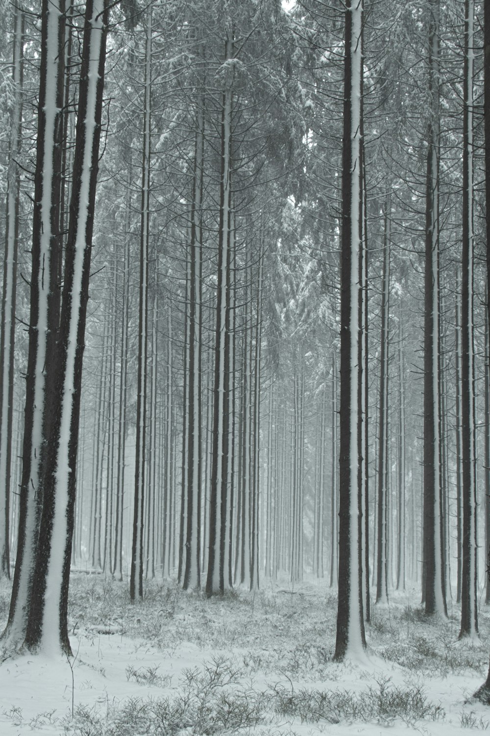 a black and white photo of a snowy forest