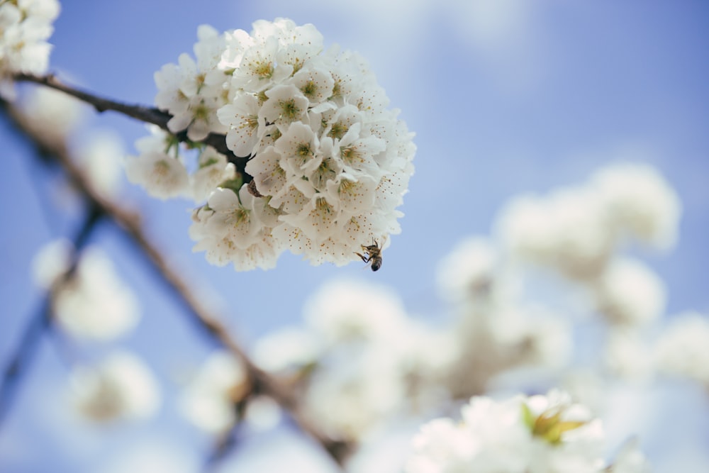 white flower in tilt shift lens