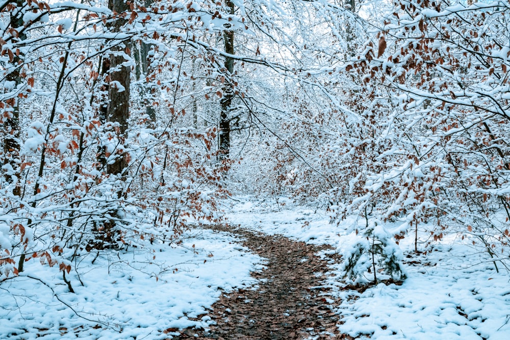 snow covered trees during daytime