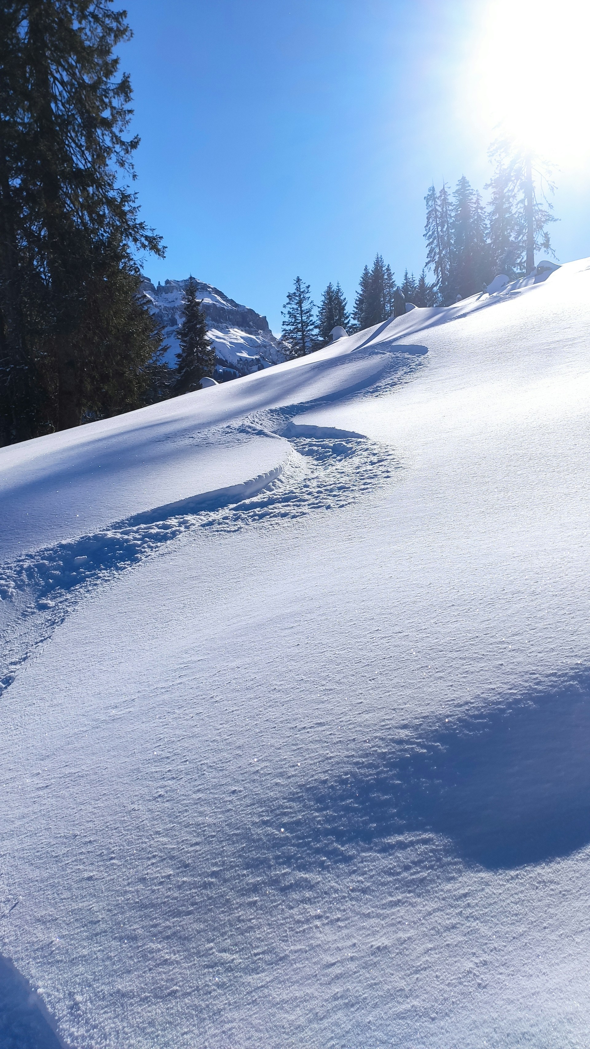green trees on snow covered mountain during daytime
