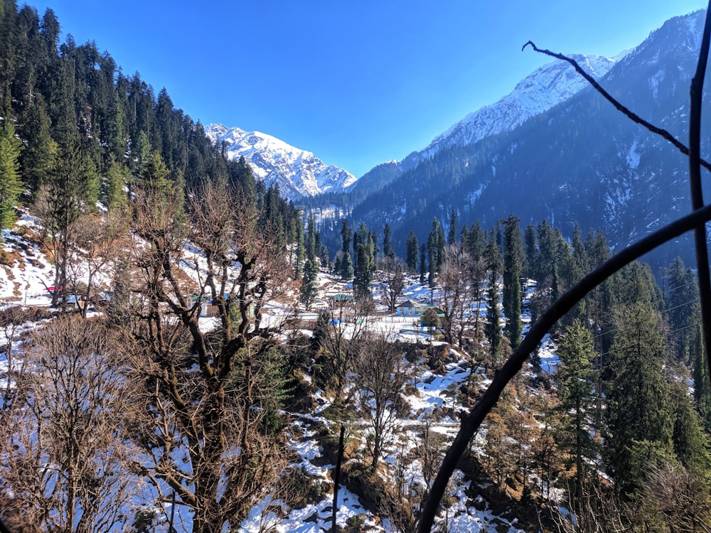 green and brown trees on mountain under blue sky during daytime