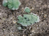 Professional mold prevention treatment being applied after water extraction.
