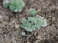 White mold patches spreading under a kitchen sink in an Ottawa home.