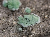 Green and white mold growth is visible on a fuzzy gray surface. The mold appears in clumps, surrounded by a network of fine threads and water droplets. The surface texture is uneven and covered with tiny black dots, suggesting organic decay.