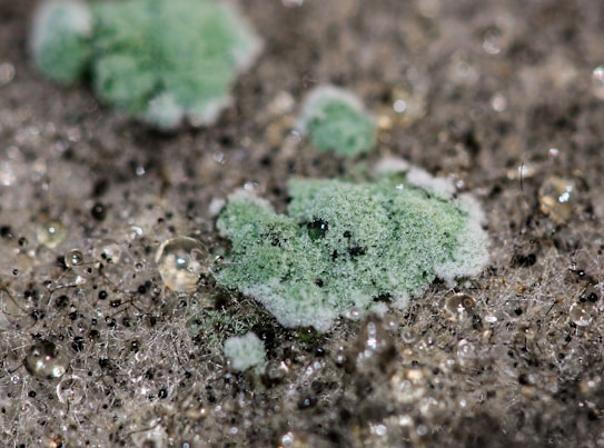 Green and white mold growth is visible on a fuzzy gray surface. The mold appears in clumps, surrounded by a network of fine threads and water droplets. The surface texture is uneven and covered with tiny black dots, suggesting organic decay.