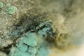A close-up view of mold growth featuring a variety of textures and colors, with patches of green and black spores intertwined within fuzzy, fibrous structures. The surface appears moist and densely populated with mold colonies.