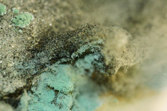 Close-up of mold spores being cleaned from a wooden surface with a brush.