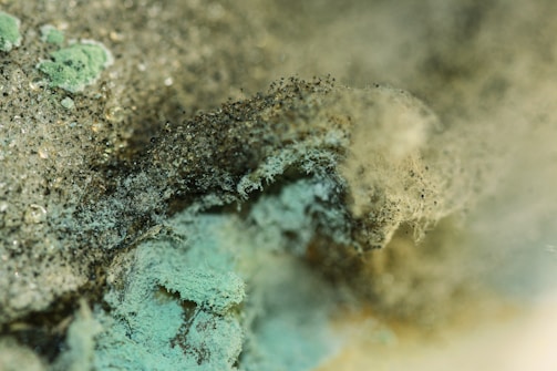 A close-up view of mold growth featuring a variety of textures and colors, with patches of green and black spores intertwined within fuzzy, fibrous structures. The surface appears moist and densely populated with mold colonies.