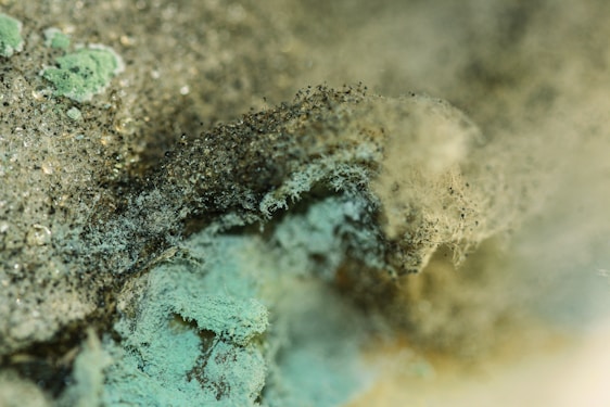 A close-up view of mold growth featuring a variety of textures and colors, with patches of green and black spores intertwined within fuzzy, fibrous structures. The surface appears moist and densely populated with mold colonies.