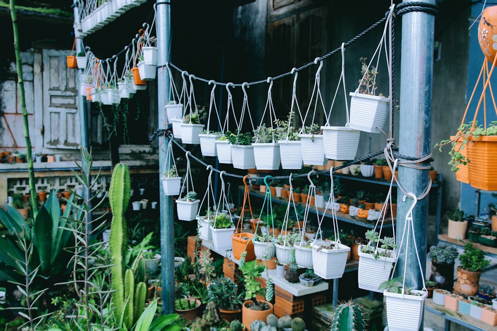 Plantas verdes en puente colgante de metal blanco