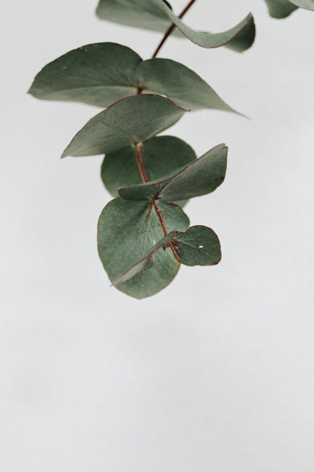 green leaves on white surface