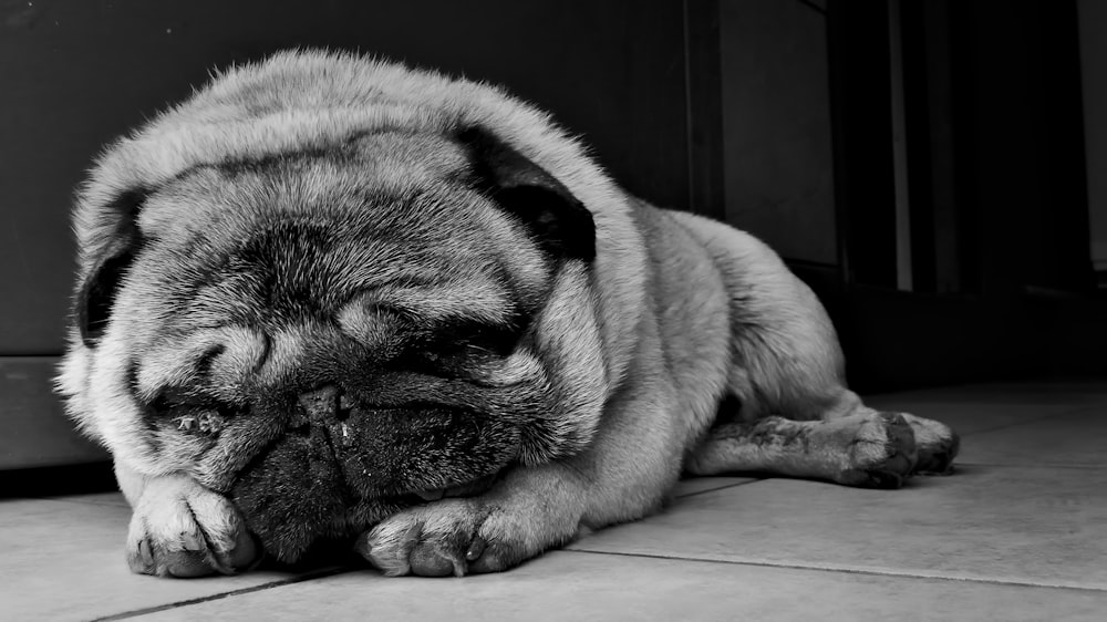 grayscale photo of pug lying on floor